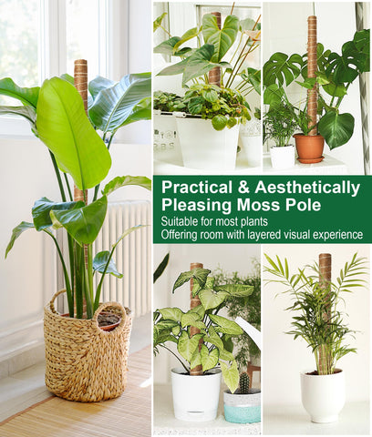 EAONE six-pack ready for vertical growth of Monstera and other climbers.