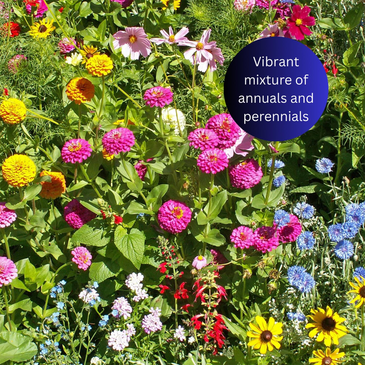 Earth Science pollinator habitat wildflowers image shows diverse blooms for bees and butterflies.