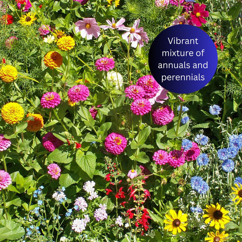 Earth Science pollinator habitat wildflowers image shows diverse blooms for bees and butterflies.