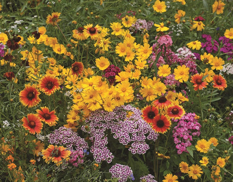 Earth Science Shady Wildflower Mix shade garden bed with blooming flowers
