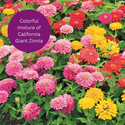 Earth Science Zinnia Seeds early germination stage with quick color payoff.