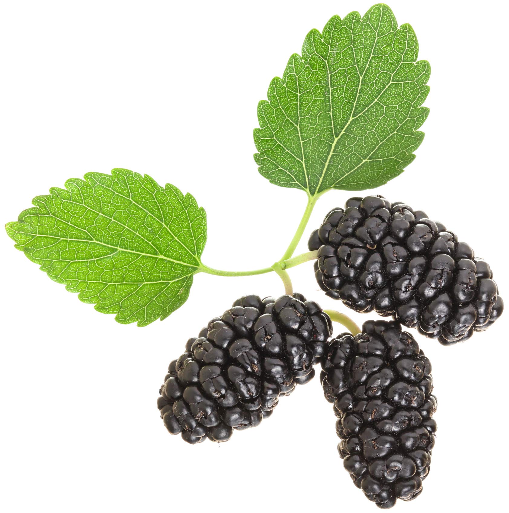 Earthcare Seeds Black Mulberry seeds for sowing and future harvest.
