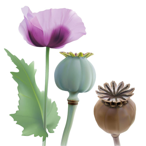 Earthcare Seeds Giant Poppy in a cottage garden design supports color and self seeding.