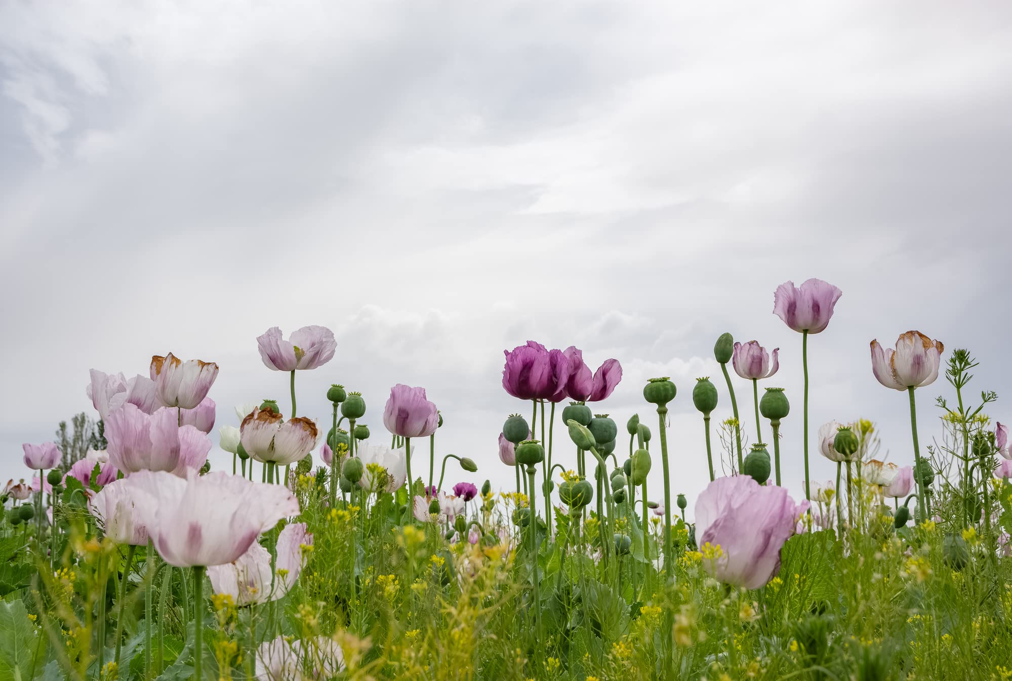 Earthcare Seeds Giant Poppy suited for wildflower borders and pollinator gardens.