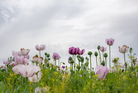 Earthcare Seeds Giant Poppy suited for wildflower borders and pollinator gardens.