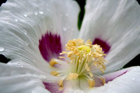 Earthcare Seeds Giant Poppy Giganteum seed pods in close view for crafts.