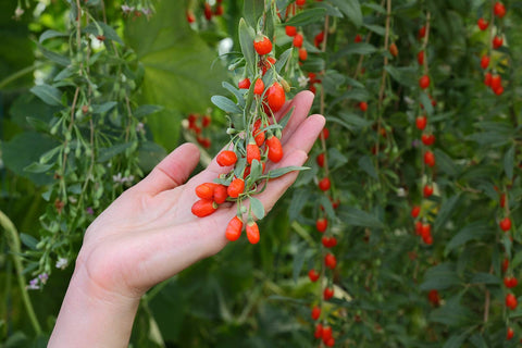 Earthcare Seeds Goji leaf close-up showing glossy foliage.