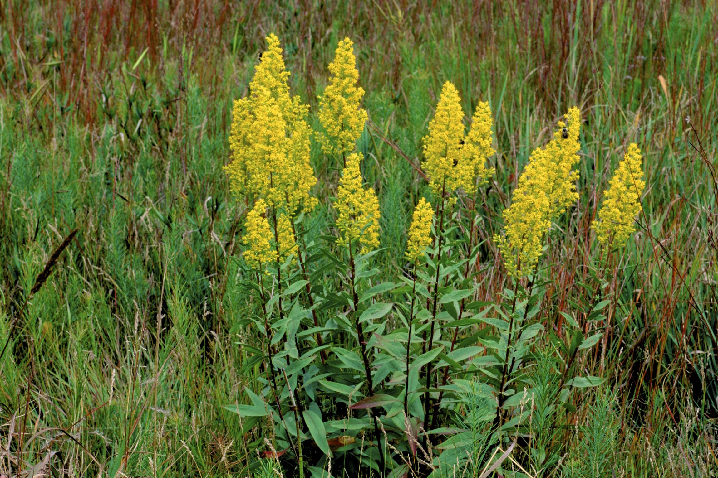 Earthcare Seeds Goldenrod Showy with buzzing bees and butterflies around nectar-rich flowers.