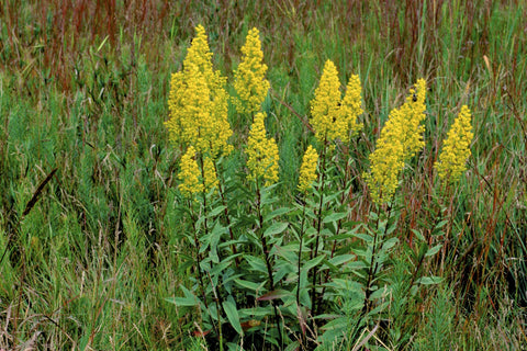 Earthcare Seeds Goldenrod Showy with buzzing bees and butterflies around nectar-rich flowers.