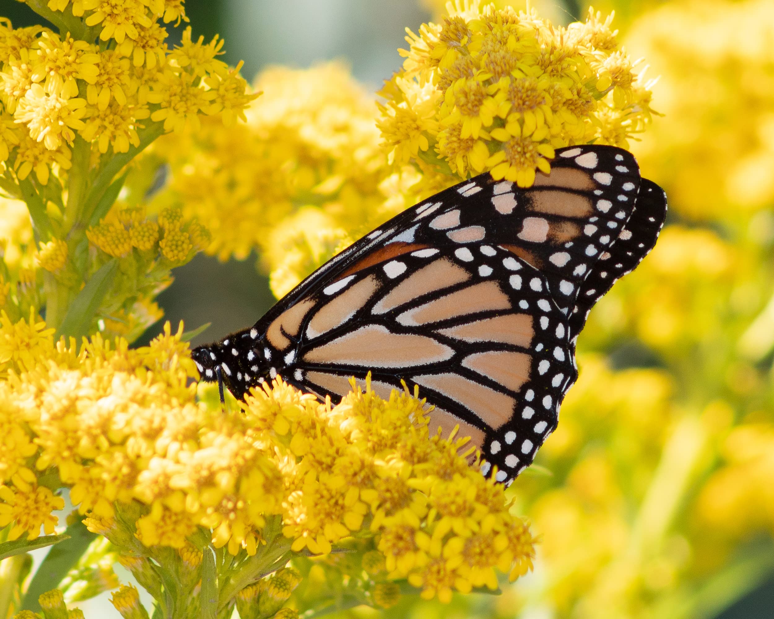 Earthcare Seeds Goldenrod root system helps stabilize soil and reduce erosion.