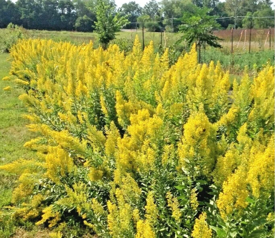 Earthcare Seeds Goldenrod seed envelope aids future planting and planning.
