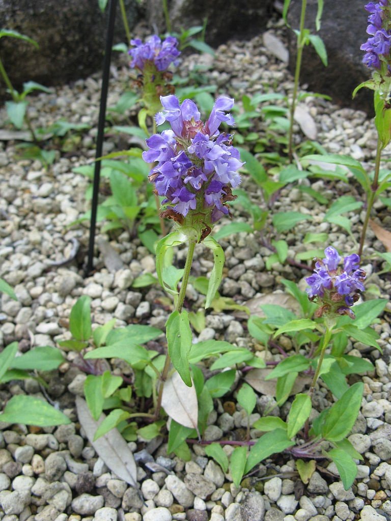 Earthcare Seeds Heal All groundcover thriving in tough spots.