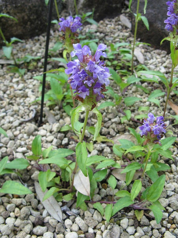 Earthcare Seeds Heal All groundcover thriving in tough spots.