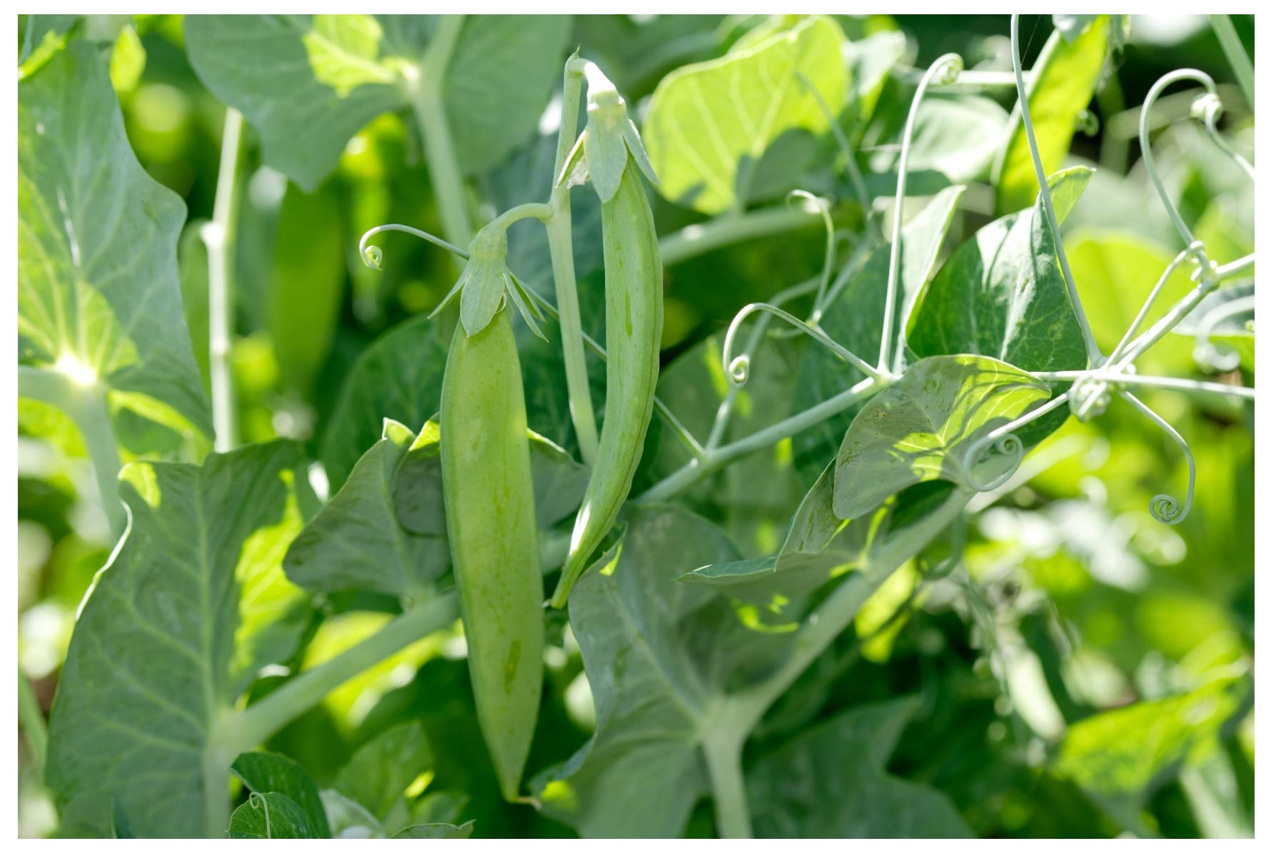 Earthcare Seeds Little Marvel cold-tolerance highlights early-season sowing possibilities.