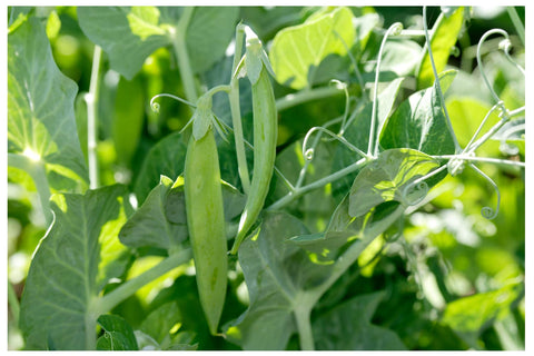 Earthcare Seeds Little Marvel cold-tolerance highlights early-season sowing possibilities.