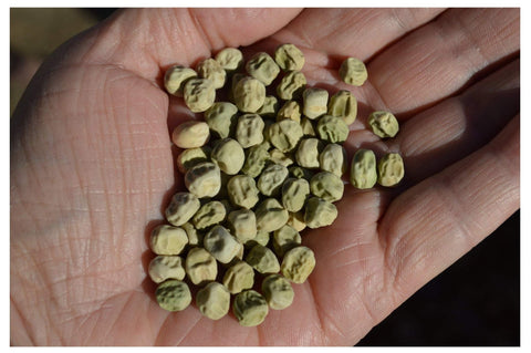 Earthcare Seeds Little Marvel dwarf plant growth for a manageable garden.