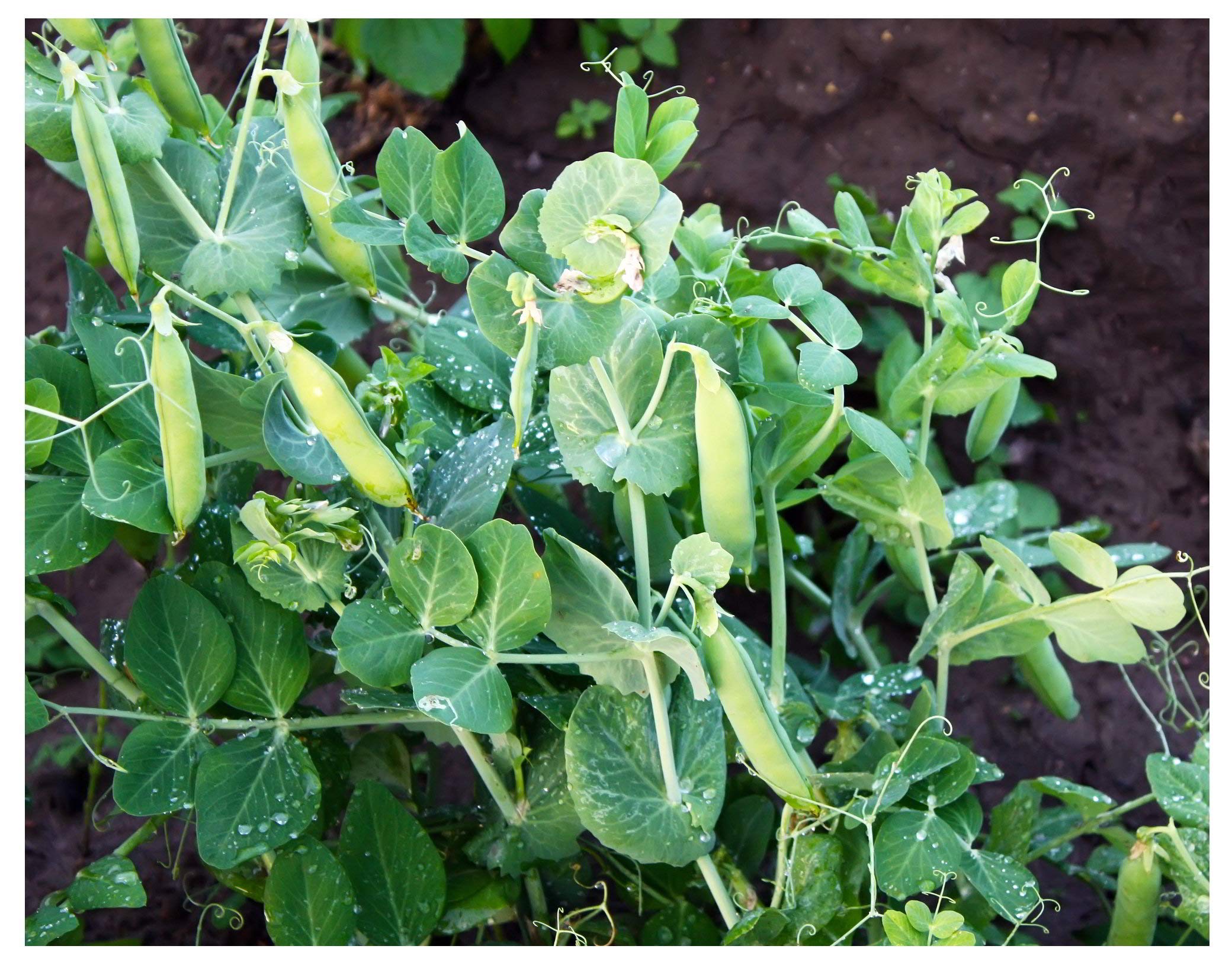 Earthcare Seeds Little Marvel plants in garden show compact dwarf form.