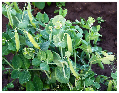Earthcare Seeds Little Marvel plants in garden show compact dwarf form.