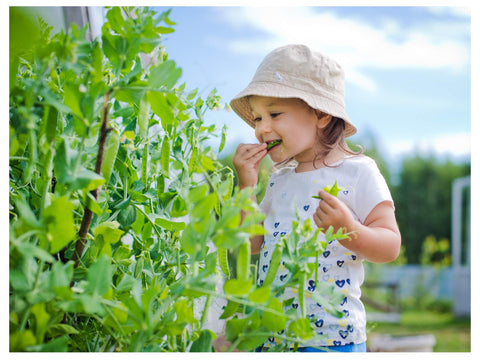 Earthcare Seeds Little Marvel row planting demonstrates simple direct sowing.