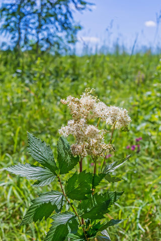Earthcare Seeds Meadowsweet used as a border plant for timeless garden elegance.