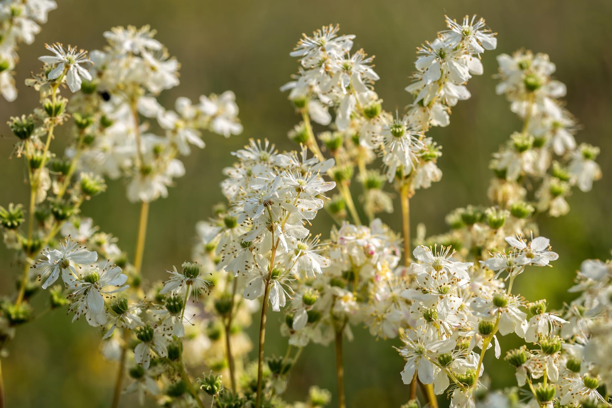 Earthcare Seeds Meadowsweet thriving in a container garden setup.
