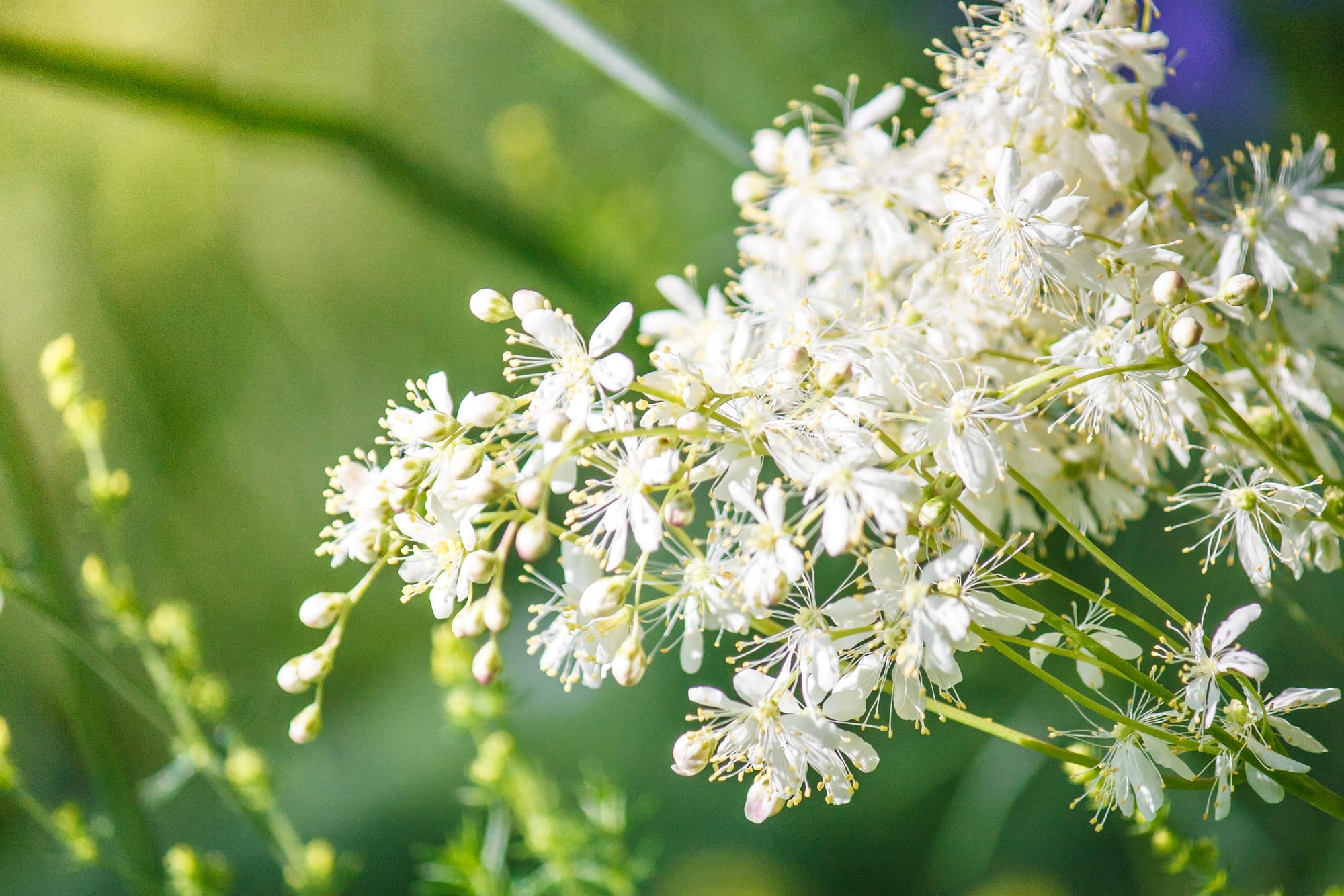 Earthcare Seeds Meadowsweet with fragrant bloom clusters adding charm to beds.