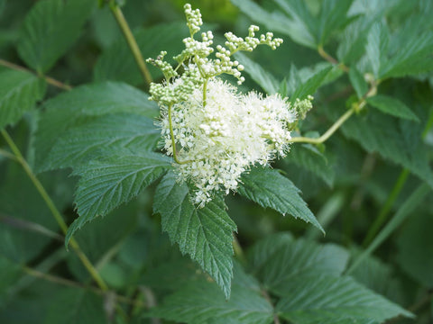 Earthcare Seeds Meadowsweet offers low-maintenance, versatile perennial appeal.