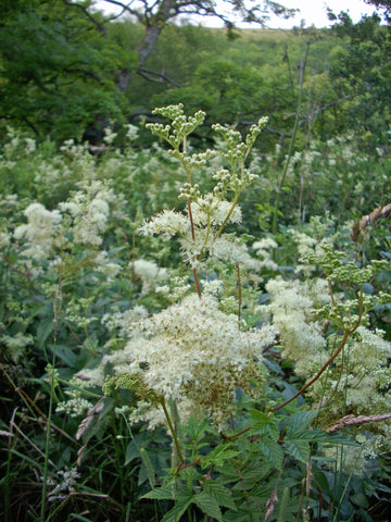 Earthcare Seeds Meadowsweet supports pollinators in a thriving garden ecosystem.