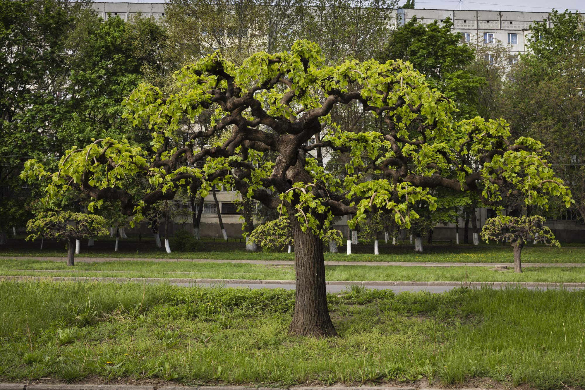 Earthcare Seeds Morus nigra tree demonstrates ornamental shade and hearty growth.