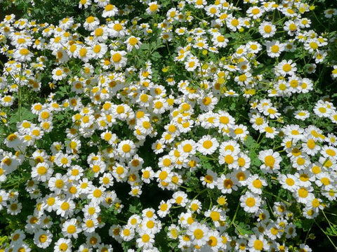 Earthcare Seeds Open-pollinated seed envelope ready for sowing