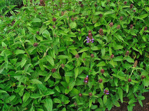 Earthcare Seeds Heal All Prunella attracting butterflies at nectar-rich blooms.