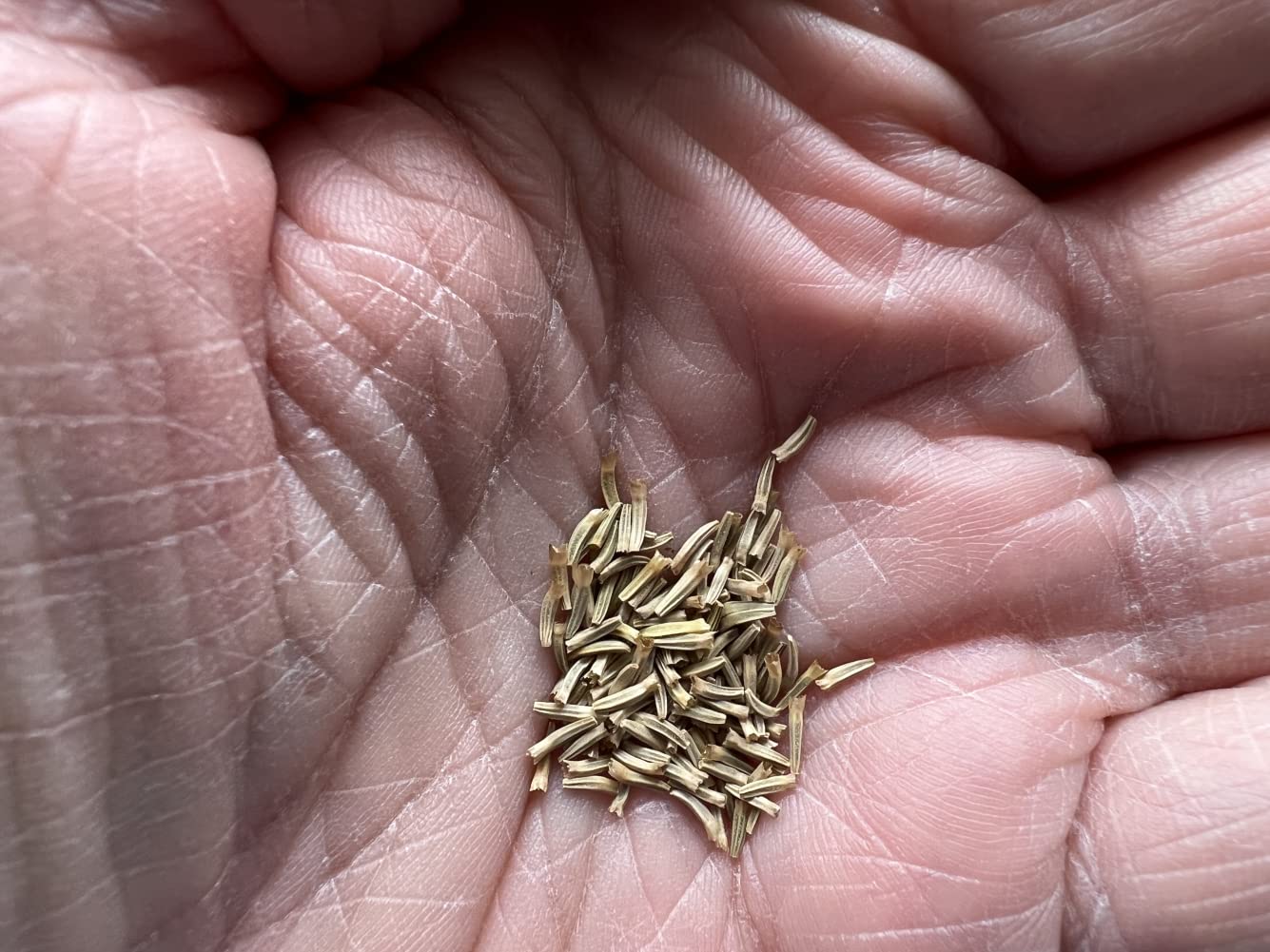 Earthcare Seeds Pyrethrum flowers attract bees and other pollinators