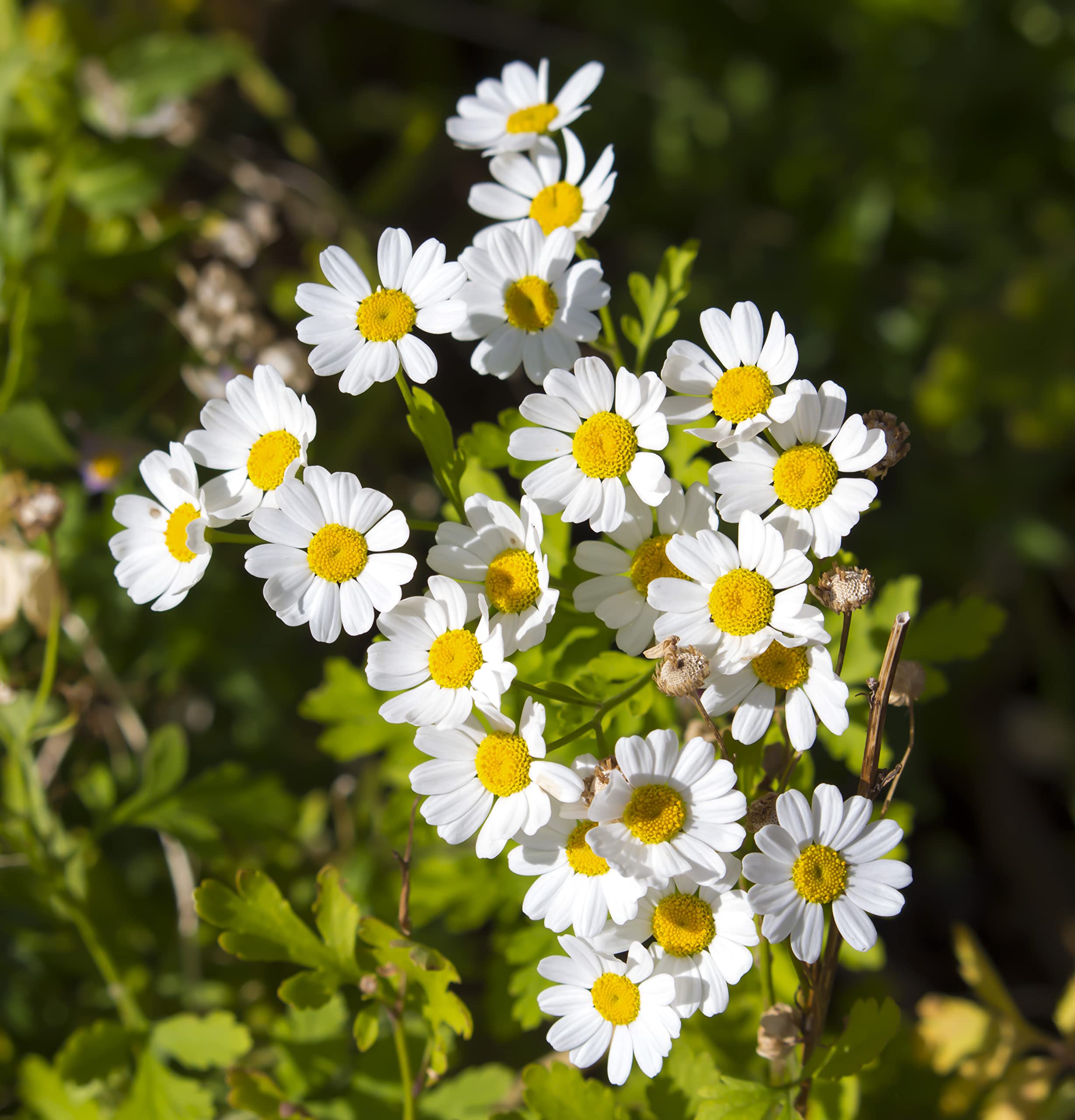 Earthcare Seeds Dried pyrethrum seeds indicating natural pest deterrent origin