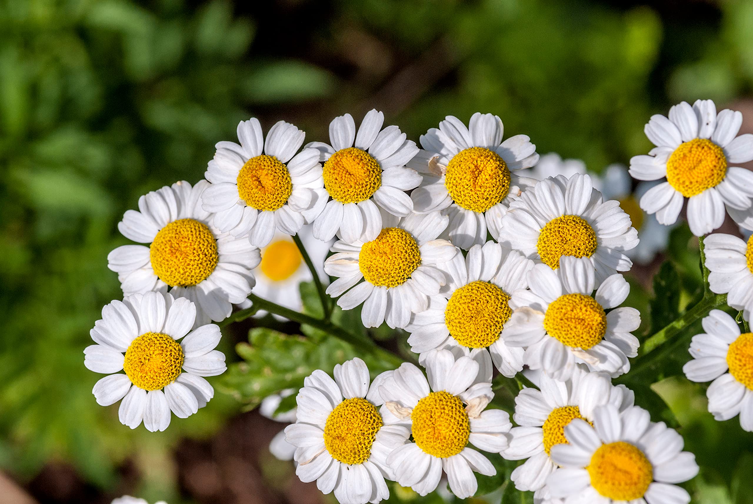Earthcare Seeds Pyrethrum field of bright flowers in a garden