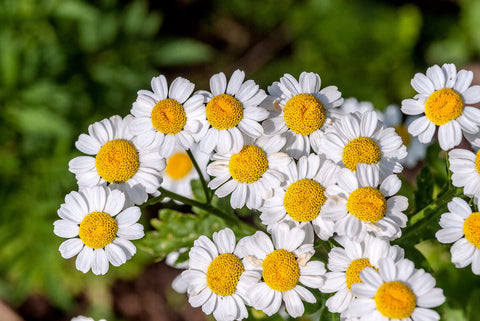 Earthcare Seeds Pyrethrum field of bright flowers in a garden