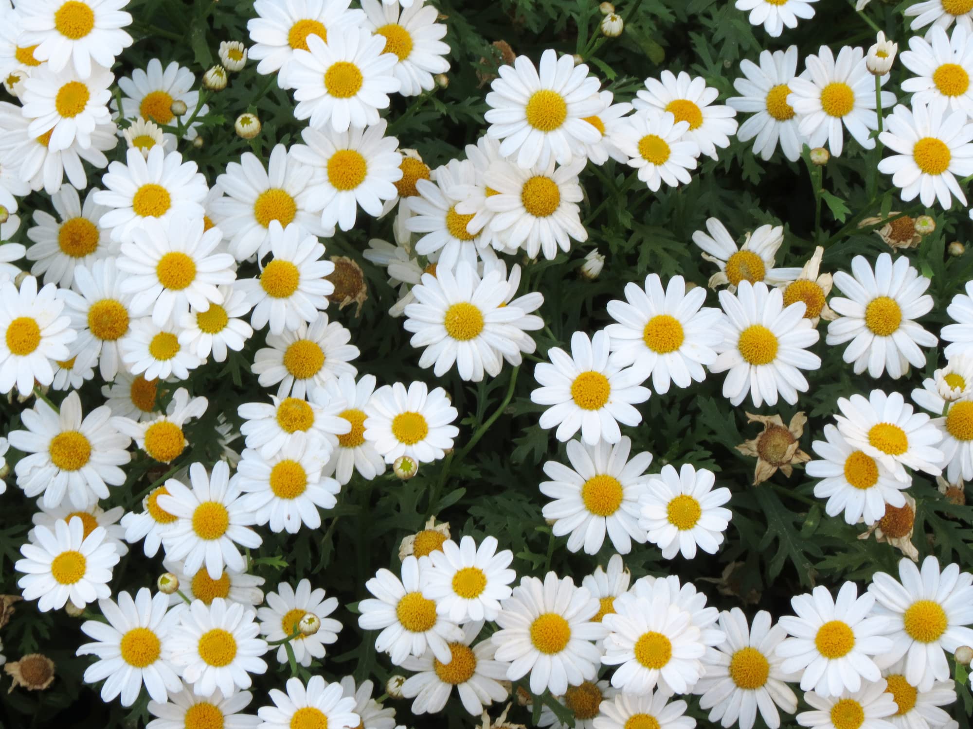 Earthcare Seeds Pyrethrum garden setup showing natural, low-maintenance care