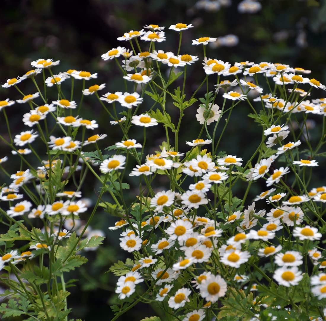Earthcare Seeds Pyrethrum plant height 18-24 inches thriving in sun