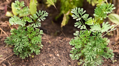 Earthcare Seeds Rue drought-tolerant plant for xeriscapes.