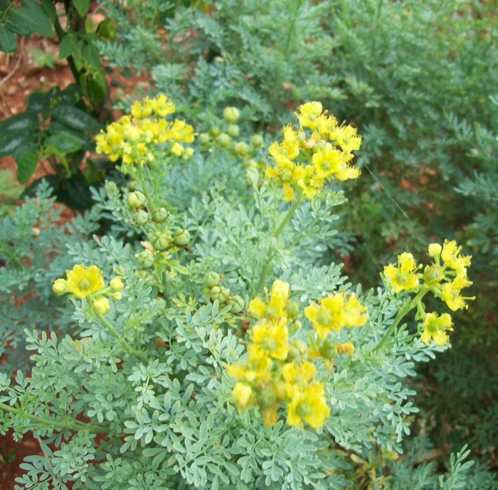 Earthcare Seeds Rue with dense blue-green foliage for borders.