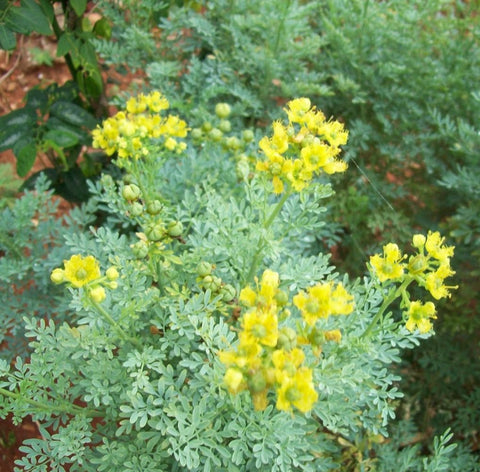 Earthcare Seeds Rue with dense blue-green foliage for borders.