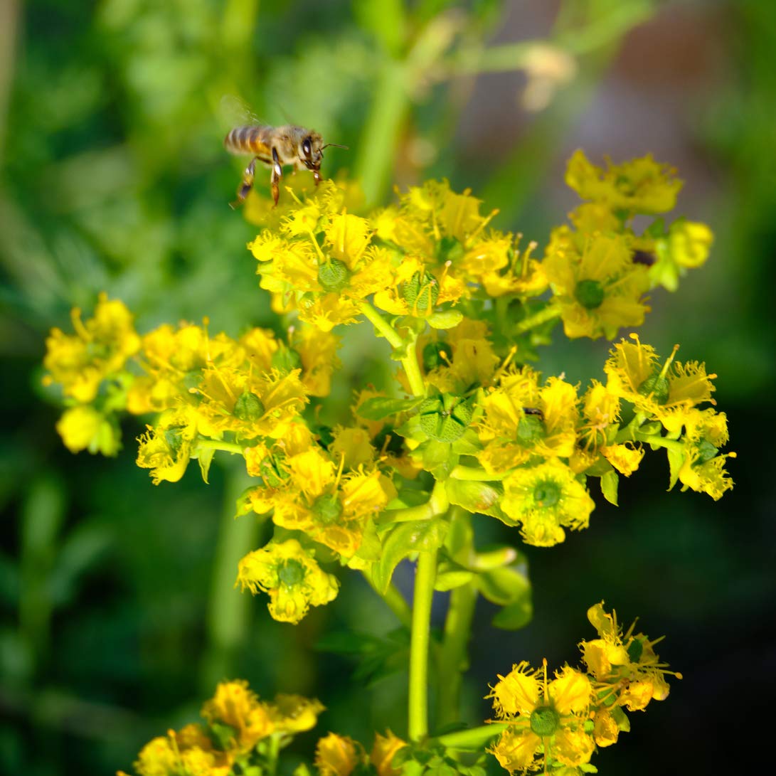 Earthcare Seeds Rue fragrant evergreen herb for sunny beds.
