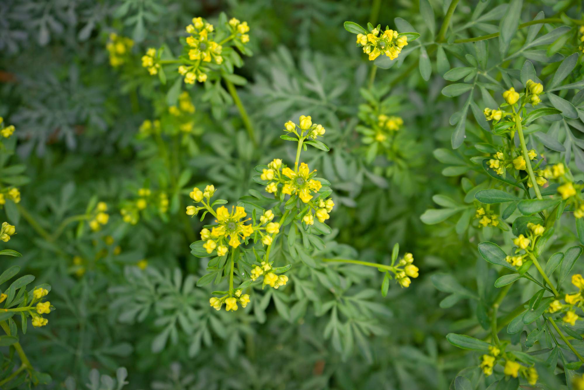 Earthcare Seeds Rue seed packet includes growing instructions for gardeners.