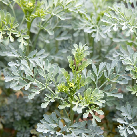 Earthcare Seeds Rue featuring yellow summer flowers to attract pollinators.