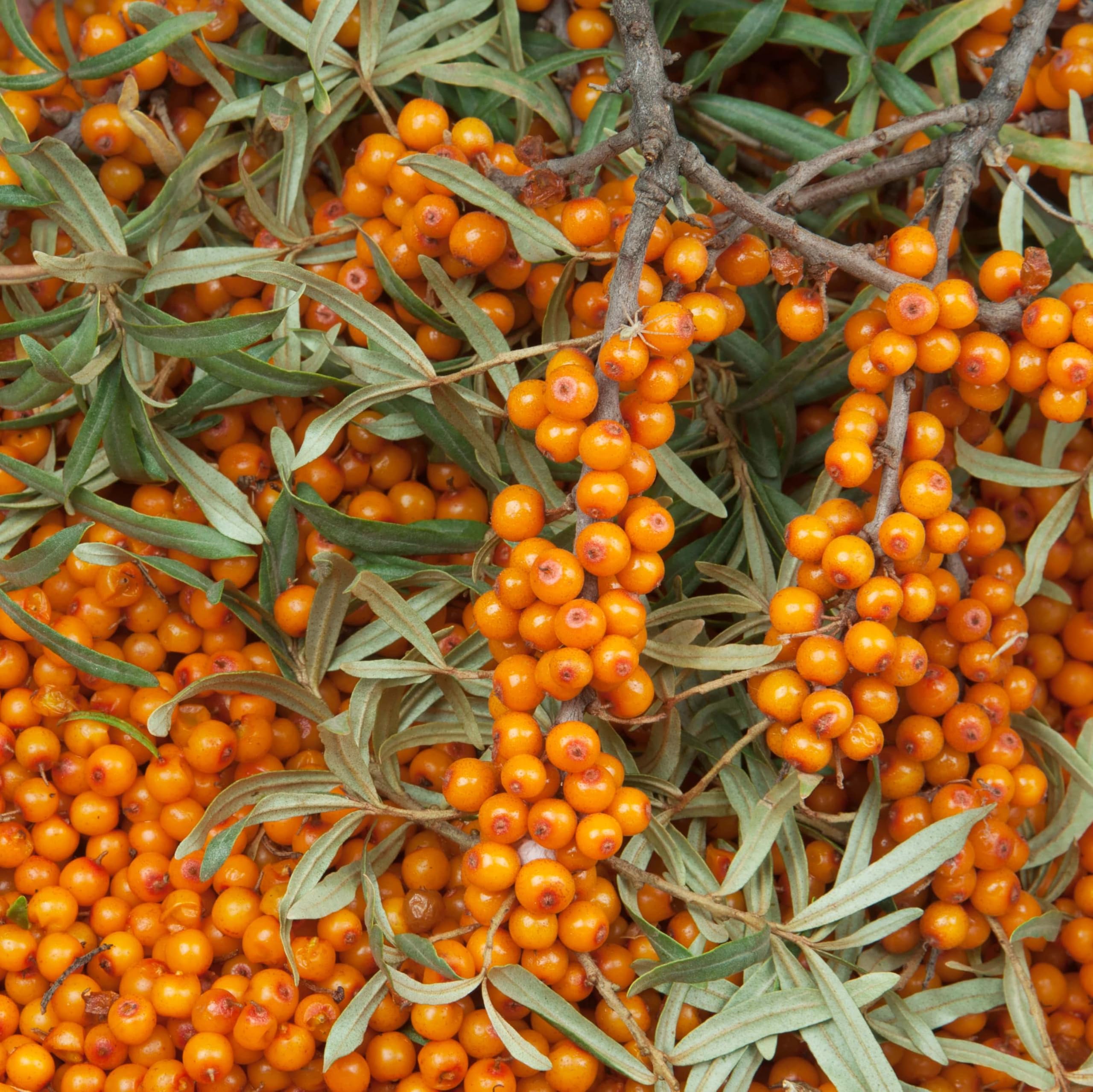 Earthcare Seeds Sea Buckthorn berries in clusters, bright harvest rich in vitamins.