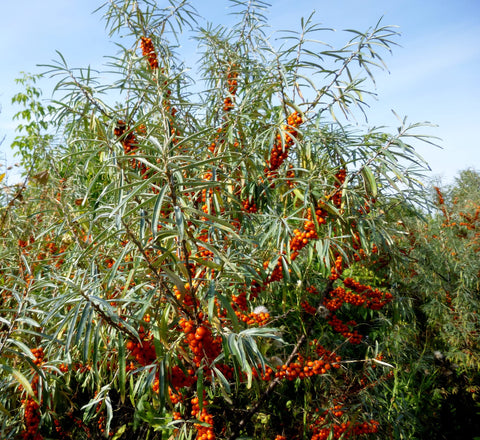 Earthcare Seeds Sea Buckthorn branch with thorns, hardy hedge option for property boundaries.