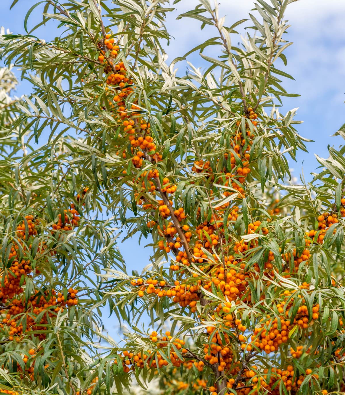 Earthcare Seeds Sea Buckthorn germination 7-21 days, straightforward care after transplant.