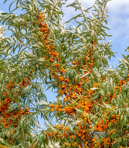 Earthcare Seeds Sea Buckthorn germination 7-21 days, straightforward care after transplant.