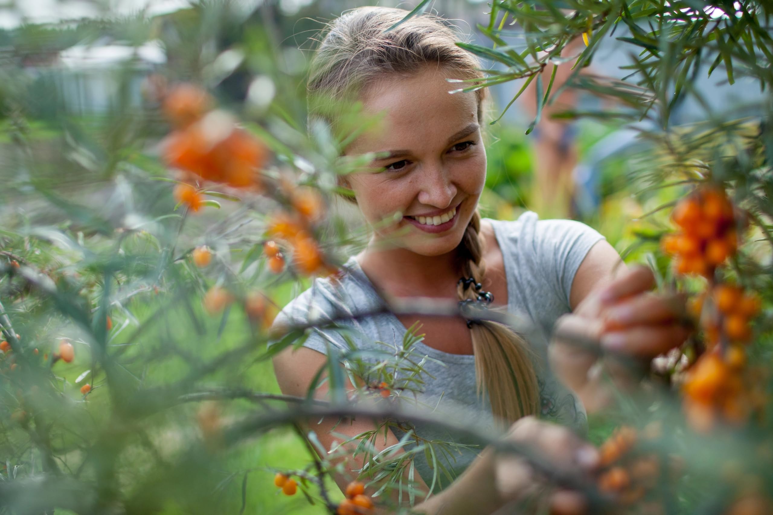 Earthcare Seeds Sea Buckthorn perennial in zones 3-8, reliable in sun and drought.