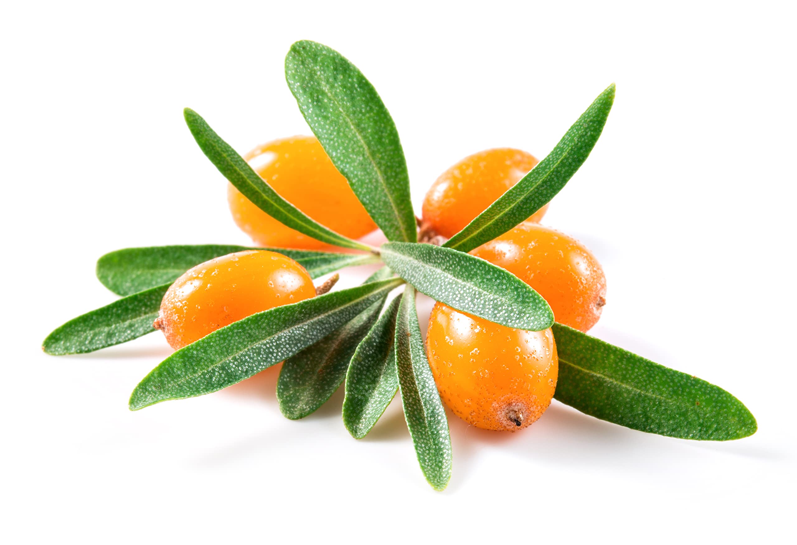 Earthcare Seeds Sea Buckthorn seed envelope includes growing instructions and plant images.