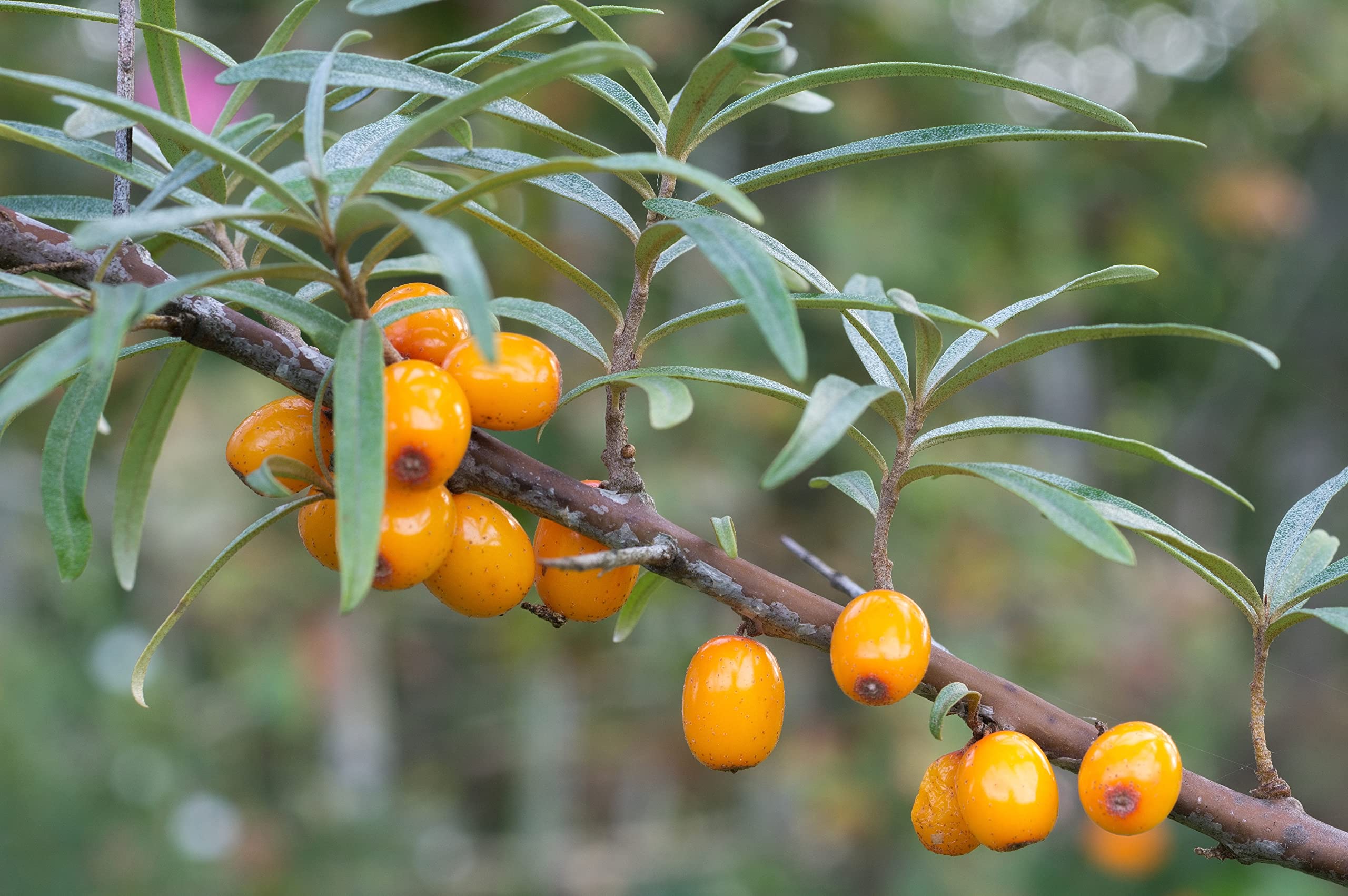 Earthcare Seeds Sea Buckthorn sowing tips, roughen seeds and refrigerate before planting.